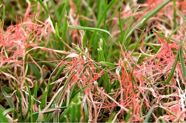 Rooddraad in gazon met roze sliertjes op verkleurde grassprieten